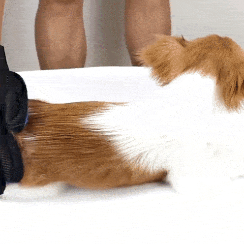 Magischer Fellpflegehandschuh - Hundeliebling